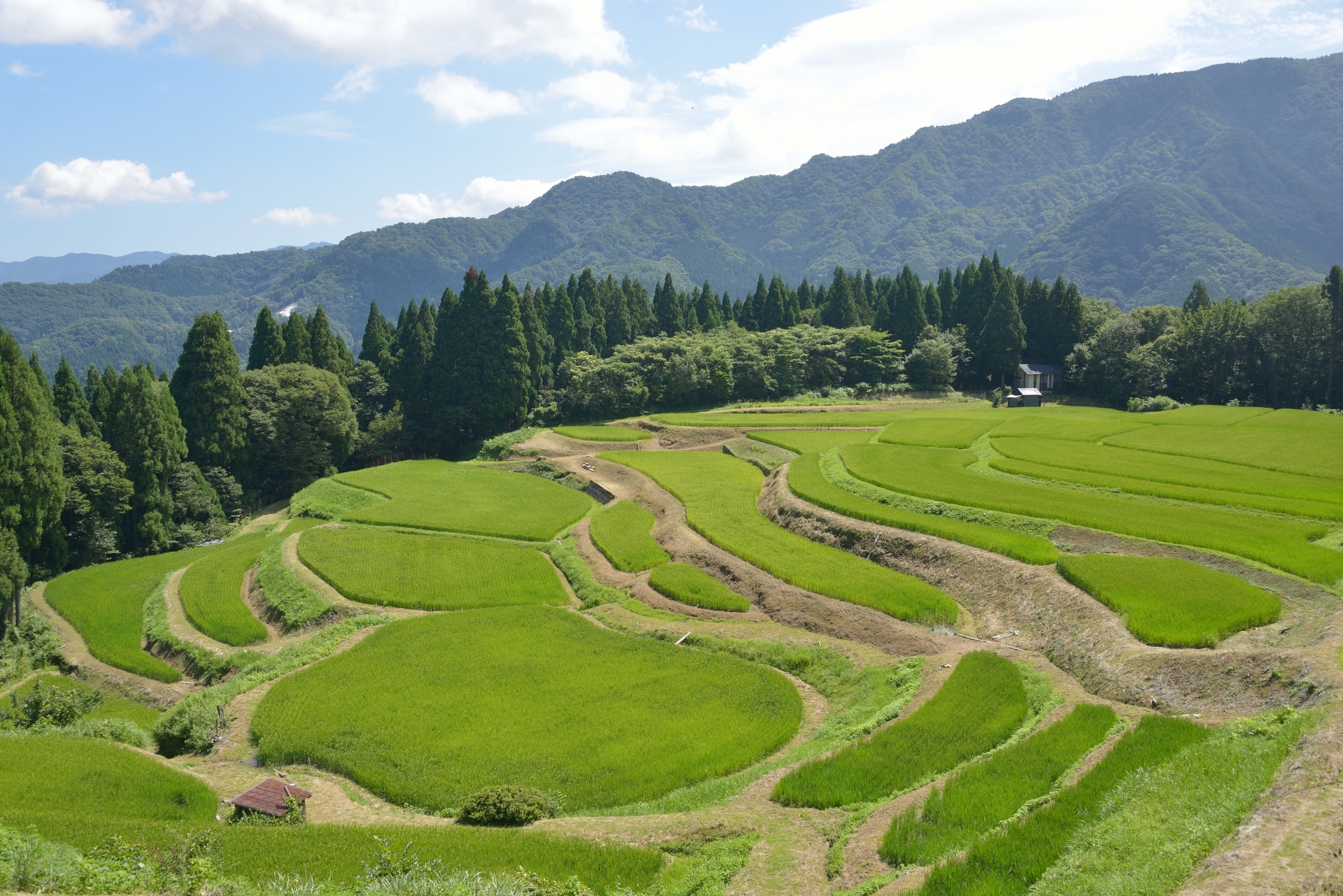 香美町の田んぼ